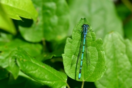 Hufeisen-Azurjungfer - Coenagrion puella