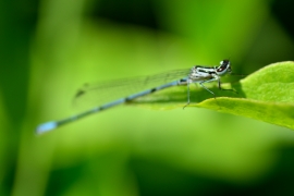 Hufeisen-Azurjungfer - Coenagrion puella