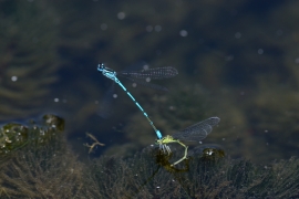 Hufeisen-Azurjungfer - Coenagrion puella