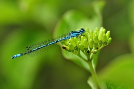 Hufeisen-Azurjungfer - Coenagrion puella