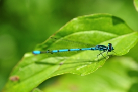 Hufeisen-Azurjungfer - Coenagrion puella