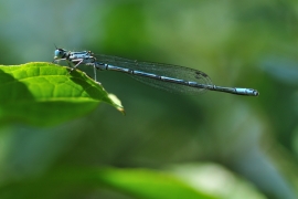 Hufeisen-Azurjungfer - Coenagrion puella