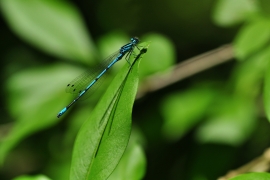 Hufeisen-Azurjungfer - Coenagrion puella