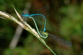 Hufeisen-Azurjungfer - Coenagrion puella