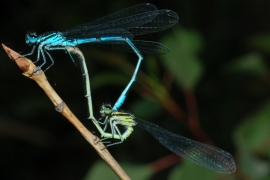 Hufeisen-Azurjungfer - Coenagrion puella