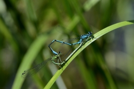 Hufeisen-Azurjungfer - Coenagrion puella