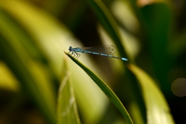 Hufeisen-Azurjungfer - Coenagrion puella