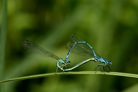 Hufeisen-Azurjungfer - Coenagrion puella