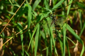 Cordulegaster boltonii - Zweigestreifte  Quelljungfer