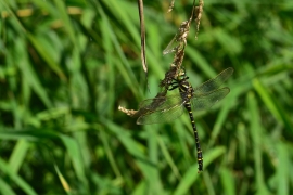 Cordulegaster boltonii - Zweigestreifte  Quelljungfer