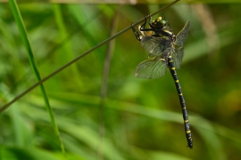 Cordulegaster boltonii - Zweigestreifte  Quelljungfer