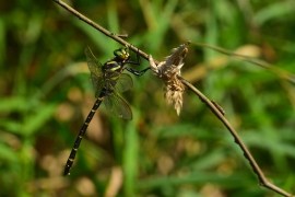 Cordulegaster boltonii - Zweigestreifte  Quelljungfer