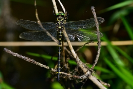 Cordulegaster boltonii - Zweigestreifte  Quelljungfer