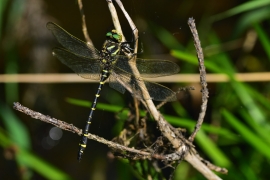 Cordulegaster boltonii - Zweigestreifte  Quelljungfer