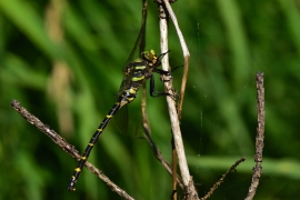 Cordulegaster boltonii - Zweigestreifte  Quelljungfer