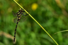 Cordulegaster boltonii - Zweigestreifte  Quelljungfer