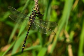 Cordulegaster boltonii - Zweigestreifte  Quelljungfer