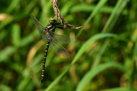 Cordulegaster boltonii - Zweigestreifte  Quelljungfer