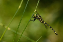 Cordulegaster boltonii - Zweigestreifte  Quelljungfer