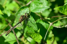 Cordulia aenea - Falkenlibelle