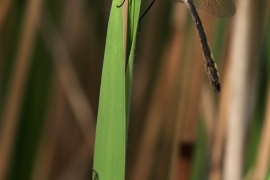 Cordulia aenea - Falkenlibelle