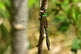 Cordulia aenea - Falkenlibelle