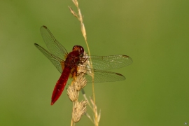 Crocothemis erythraea - Feuerlibelle