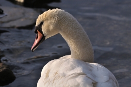 Höckerschwan - Cygnus olor