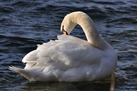 Höckerschwan - Cygnus olor