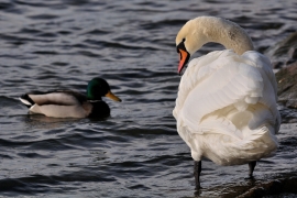 Höckerschwan - Cygnus olor