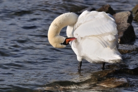 Höckerschwan - Cygnus olor