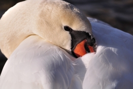 Höckerschwan - Cygnus olor