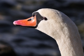 Höckerschwan - Cygnus olor