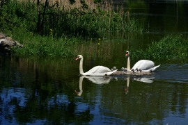 Höckerschwan - Cygnus olor