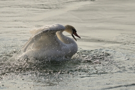 Höckerschwan - Cygnus olor