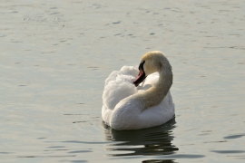 Höckerschwan - Cygnus olor