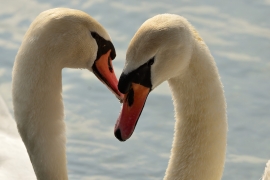 Höckerschwan - Cygnus olor