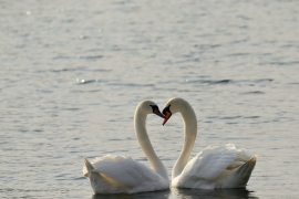Höckerschwan - Cygnus olor