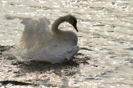 Höckerschwan - Cygnus olor