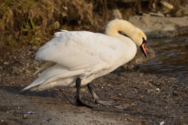 Höckerschwan - Cygnus olor