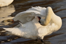 Höckerschwan - Cygnus olor