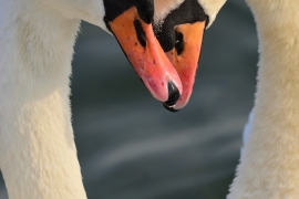 Höckerschwan - Cygnus olor
