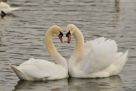 Höckerschwan - Cygnus olor