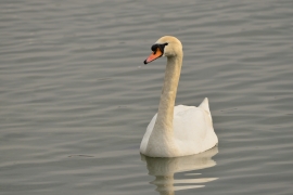 Höckerschwan - Cygnus olor