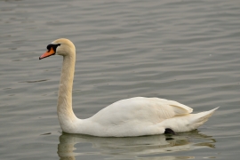 Höckerschwan - Cygnus olor
