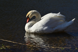 Höckerschwan - Cygnus olor