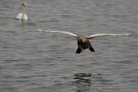 Höckerschwan - Cygnus olor