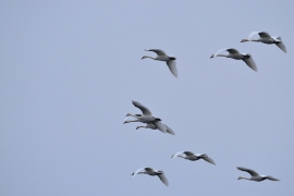 Höckerschwan - Cygnus olor