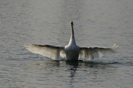 Höckerschwan - Cygnus olor