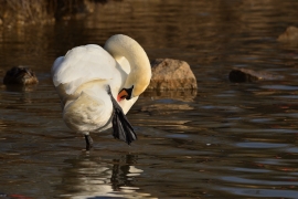 Höckerschwan - Cygnus olor